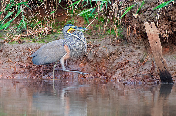 Bare-throated Tiger Heron (male)