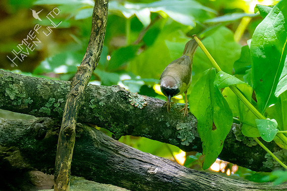5-8-23 Common Yellowthroat