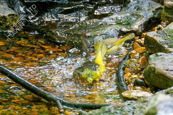 5-10-23 Mourning and Nashville Warblers