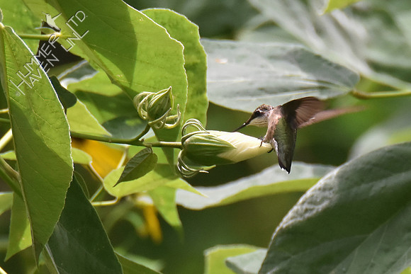 Ruby-throated Hummingbird on Rose Mallow  (Hibiscus lasiocarpus) 8-20-16