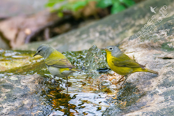 4-24-22 Tennessee and Nashville Warblers