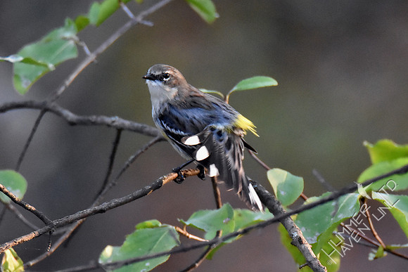 Yellow-rumped Warbler 10-23-16