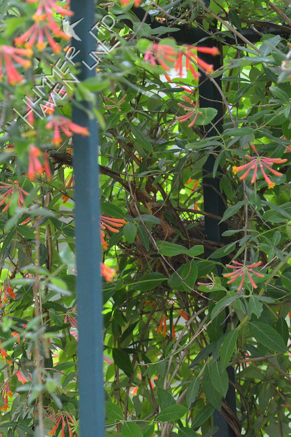 Northern Cardinal Nest in Coral Trumpet Honeysuckle (Lonicera sempervirens) 5-2-16