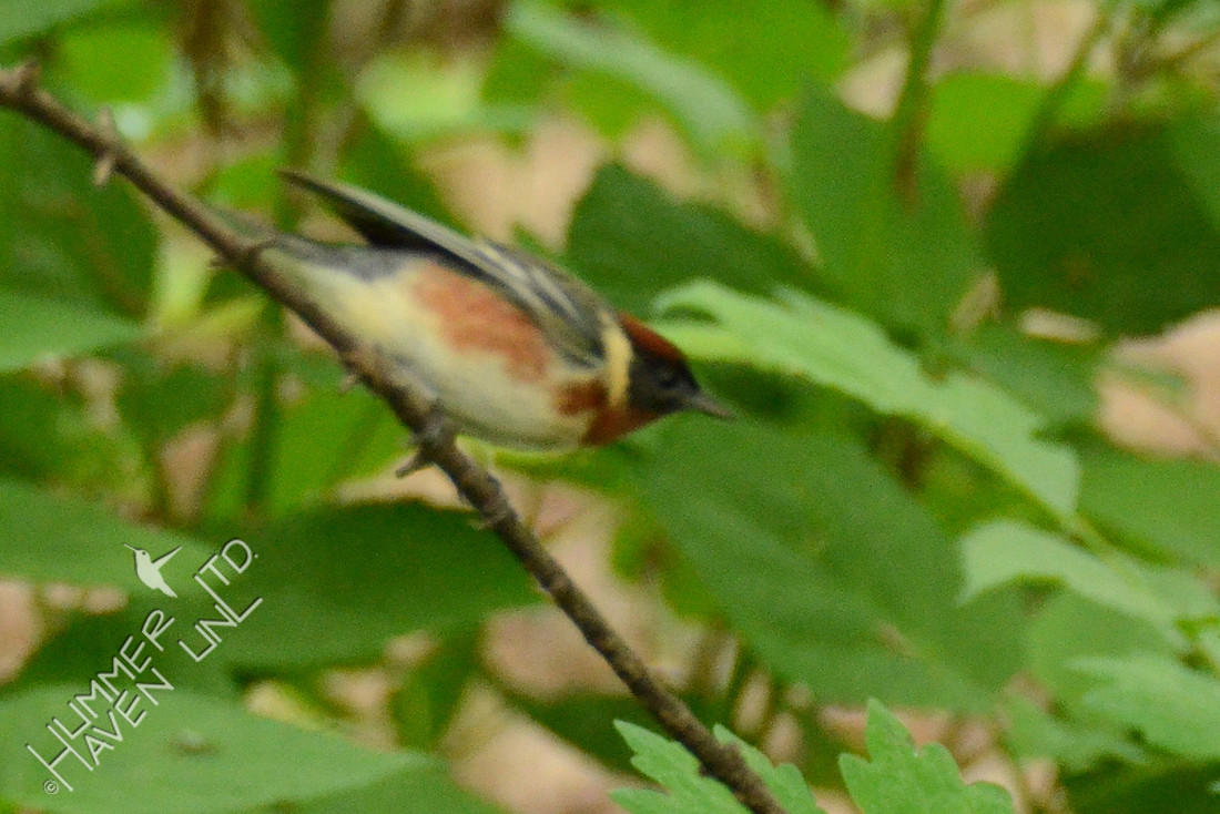 Bay-breasted Warbler 5-9-16