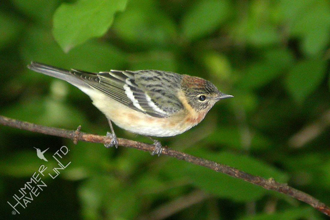 Bay-breasted Warbler female 5-18-06