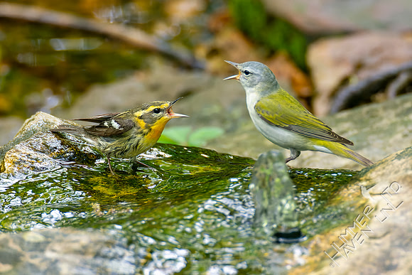 5-9-22 Blackburnian Warbler female and Tennessee Warbler