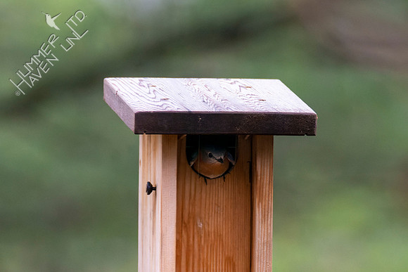 4-12-22 Eastern Bluebird female leaves nest box