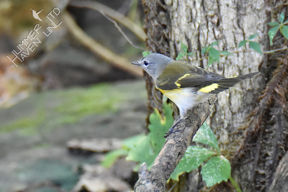 American Redstart 8-21-16