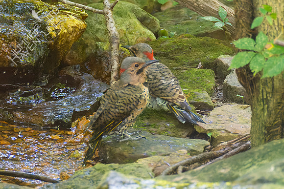 8-24-22 Northern Flicker adult male and immature male #1