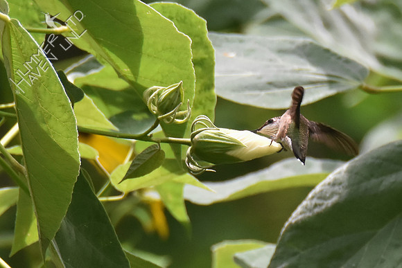 Ruby-throated Hummingbird on Rose Mallow  (Hibiscus lasiocarpus) 8-20-16