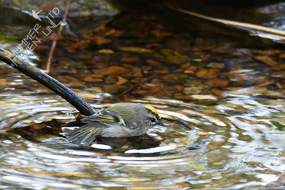 10-24-24 Golden-crowned Kinglet