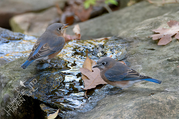 10-26-24 Eastern Bluebird