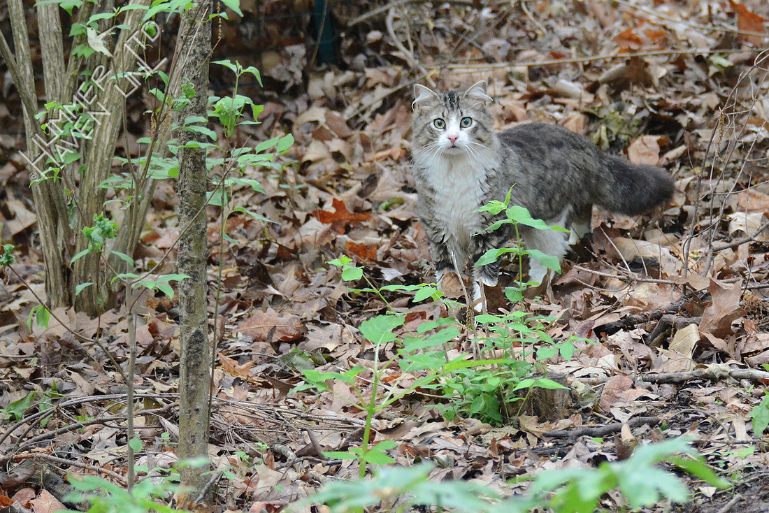 Feral Cat at property line 5-11-16