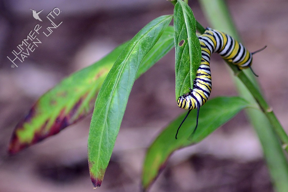 Monarch caterpillar on Marsh Milkweed (Asclepias incarnata)