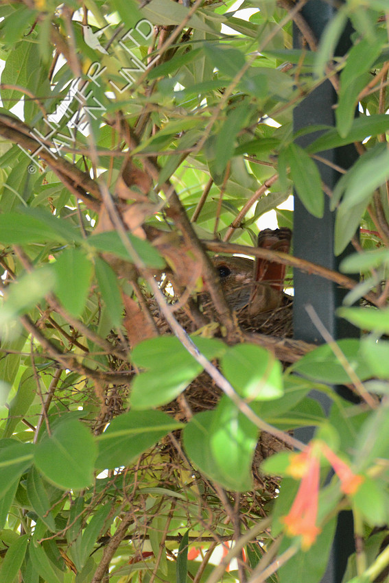 Northern Cardinal on her Nest in Coral Trumpet Honeysuckle (Lonicera sempervirens) 5-13-16