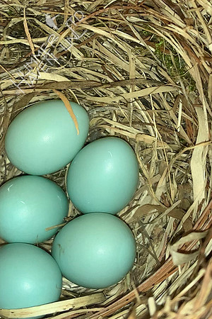 4-12-22 Five Eastern Bluebird eggs! Found at 3:52 pm