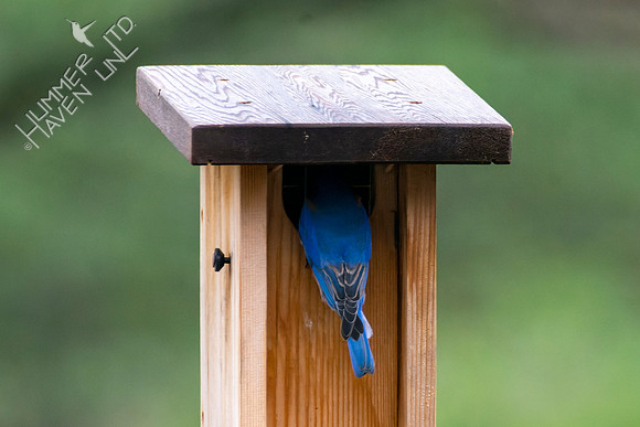 4-12-22 Eastern Bluebird checking nest