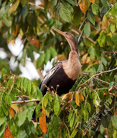 Anhinga