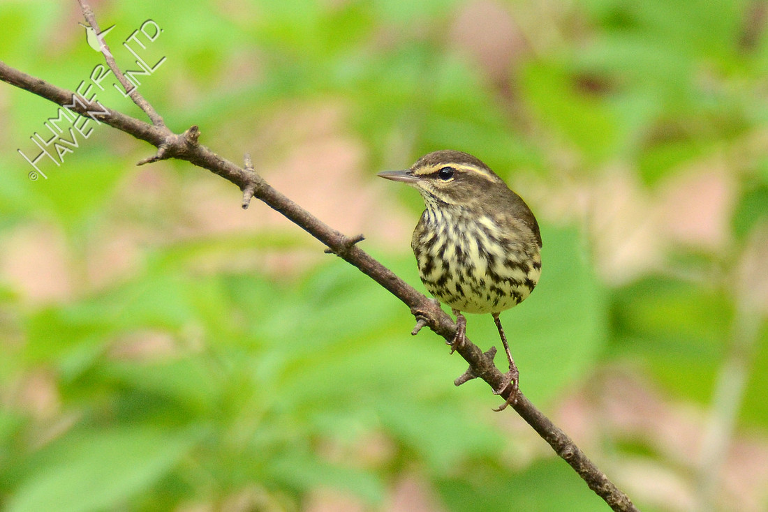 Northern Waterthrush 4-20-16