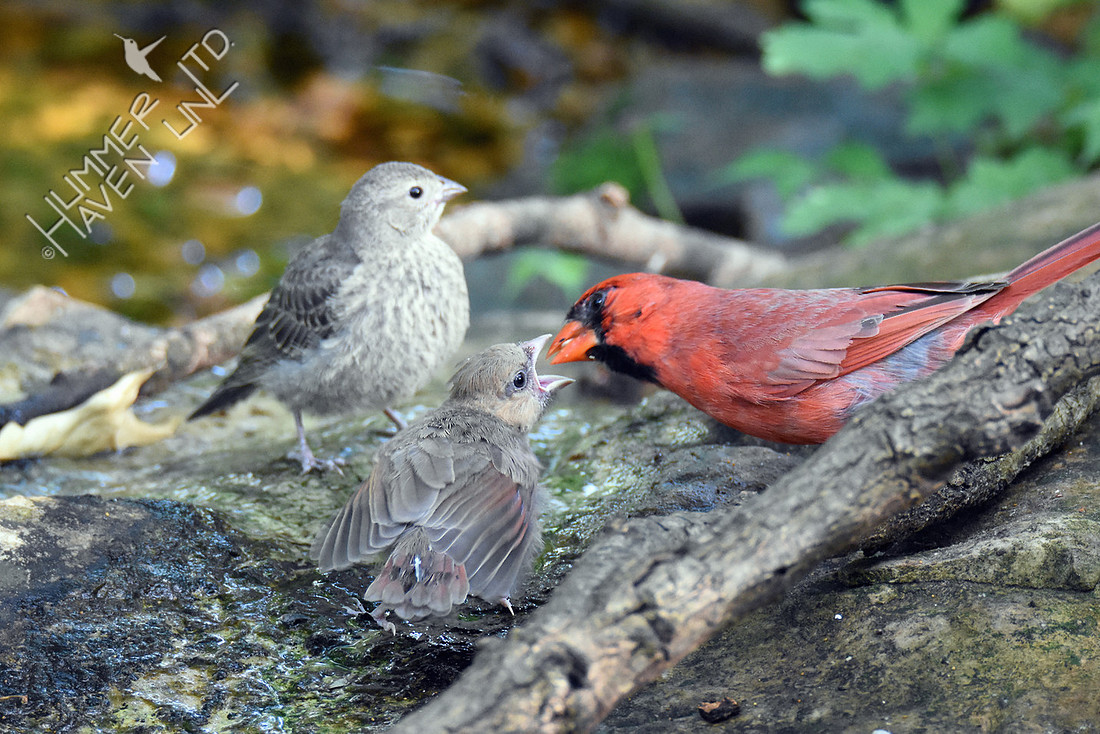 Northern Cardinal feeding fledgling while young Brown-headed Cowbird fledgling looks on 5-25-16