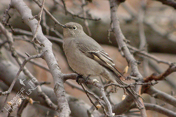 1-4-06 Townsend's Solitaire