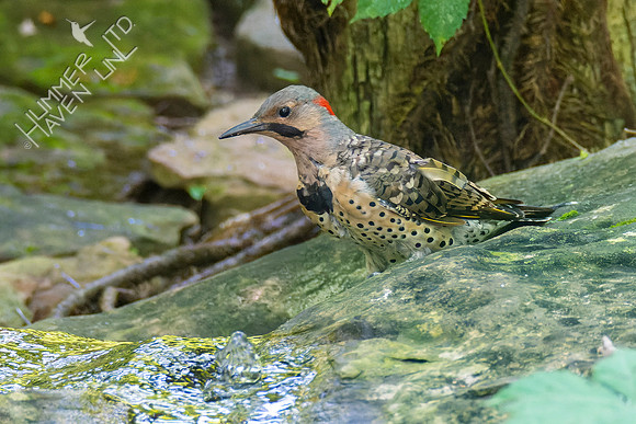 8-24-22 Northern Flicker immature male #1