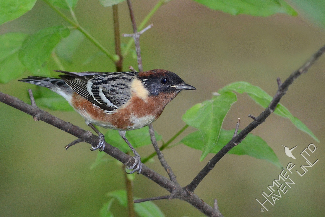 Bay-breasted Warbler 5-7-11