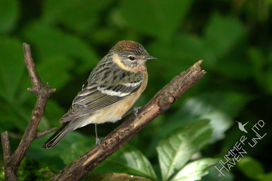 Bay-breasted Warbler female 5-18-06