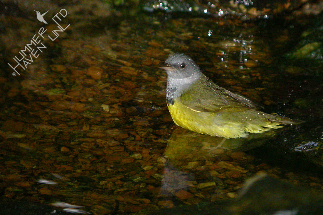 Mourning Warbler 5-21-06