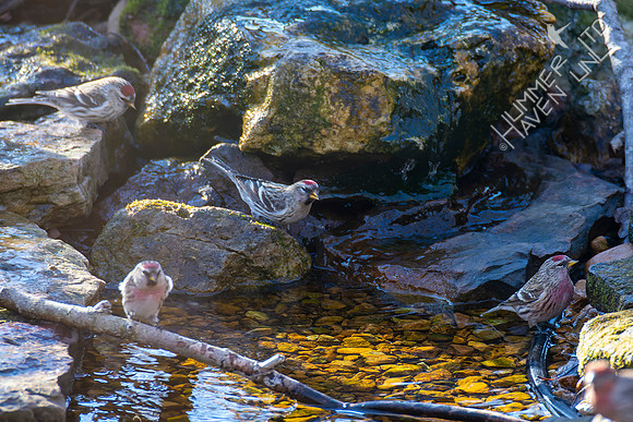 1-30-22 Common Redpolls