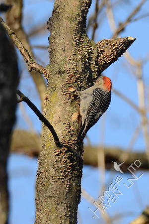 Red-bellied Woodpecker female 3-15-16