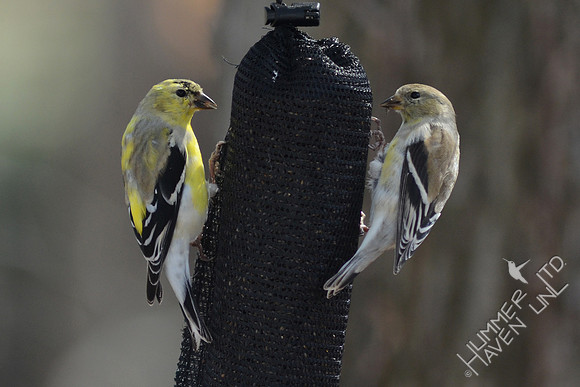 American Goldfinches 3-21-15