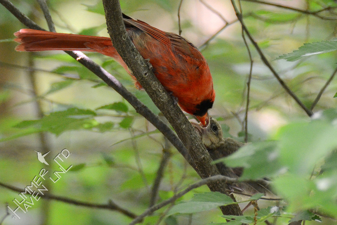Northern Cardinal feeding fledgling 5-21-16