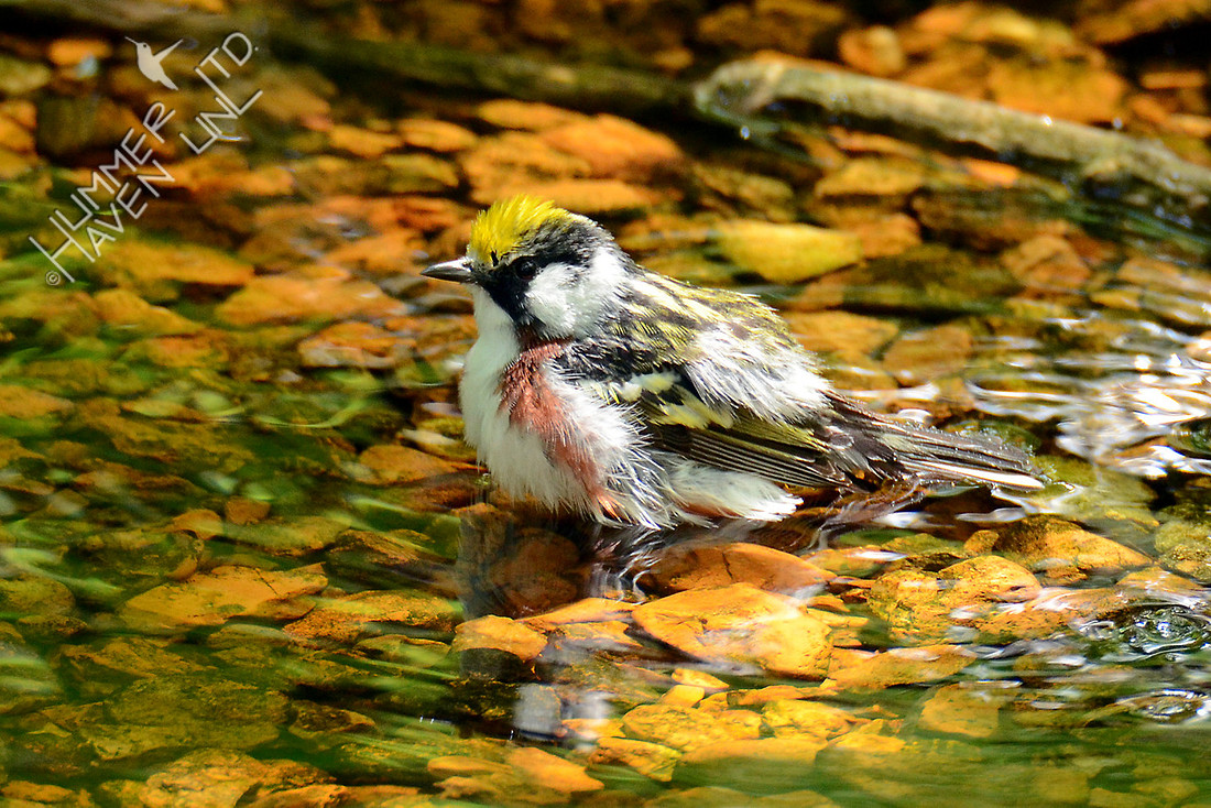 Chestnut-sided Warbler 5-10-16