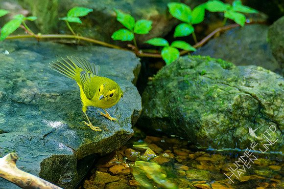 8-31-22 Wilson's Warbler female