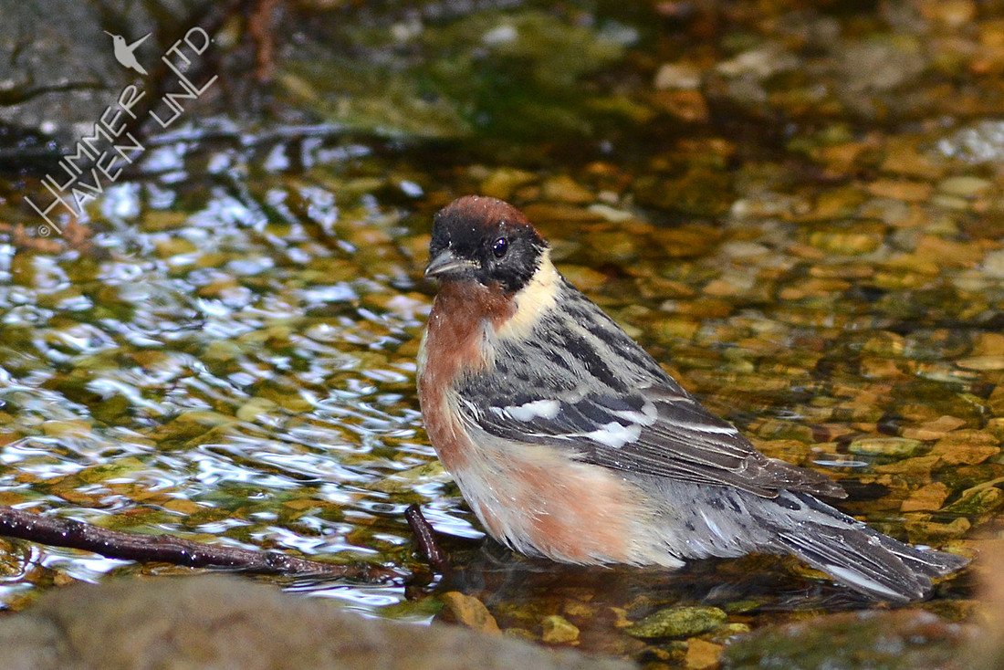 Bay-breasted Warbler 5-7-11