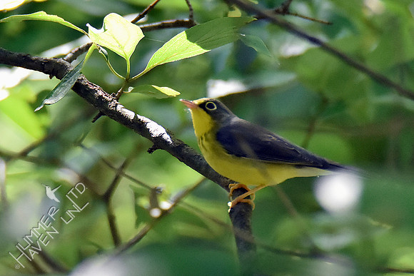 Canada Warbler female 8-21-16