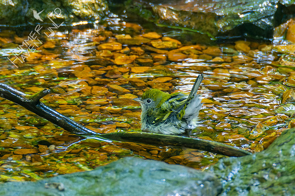 8-21-22 Chestnut-sided Warbler first fall female