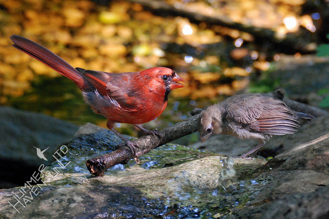 Northern Cardinal with caterpillar in bill for fledgling 5-22-16