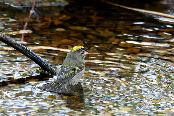 10-24-24 Golden-crowned Kinglet