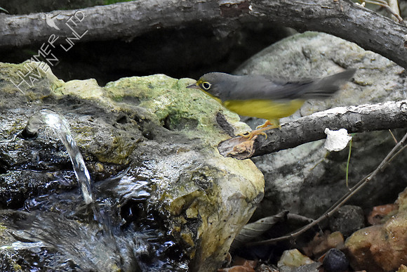 Canada Warbler female 1st year 8-27-16