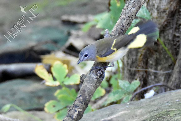 American Redstart 8-21-16