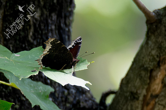10-4-24 Mourning Cloak