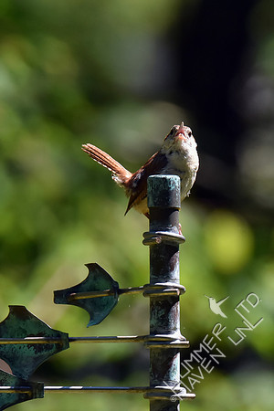Carolina Wren on sculpture in the garden 8-22-16