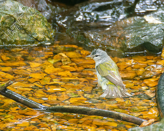 7-25-22 Tennessee Warbler NEW early fall record