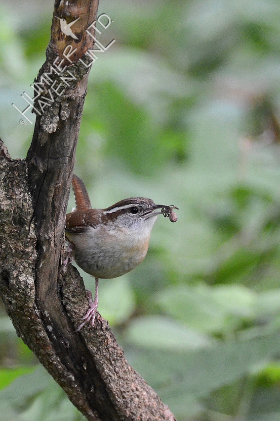 Carolina Wren with spider for chick 5-13-16