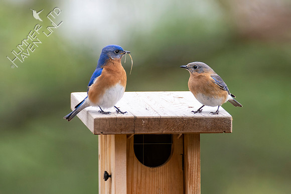 4-7-22 Eastern Bluebirds