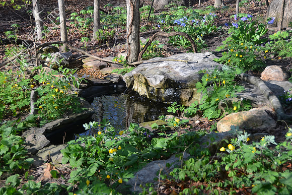 4-22-14 Bubbler Pond area in the Woodland
