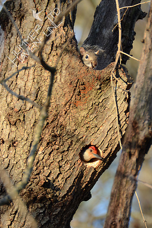 Red-bellied Woodpecker and Eastern Gray Squirrel 3-15-16