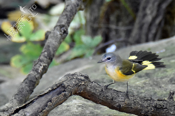 American Redstart 8-21-16